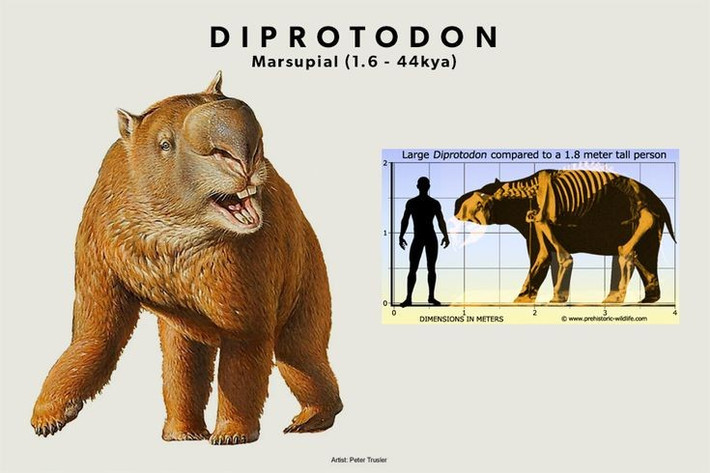  Là loài thú có túi lớn nhất lịch sử. Diprotodon có thể dài tới 4 mét và nặng hơn 2,500 kg, vượt xa mọi loài thú có túi hiện đại. Ảnh: Pinterest.