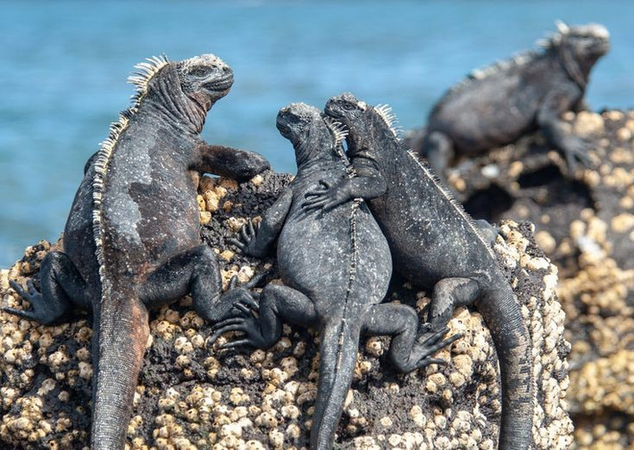 4. Có loài thằn lằn biển duy nhất trên Trái Đất. Cự đà biển Galápagos có thể lặn và kiếm ăn dưới nước — một đặc điểm chưa từng thấy ở loài thằn lằn nào khác. Ảnh: Pinterest.