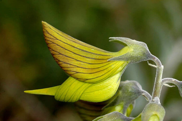 Loài hoa chim xanh hay còn được biết đến với tên khoa học là (Crotalaria Cunninghamii), xuất xứ từ miền bắc Australia. Loài hoa này không chỉ gây ấn tượng bởi vẻ đẹp độc đáo mà còn có giá trị dược liệu quý giá.