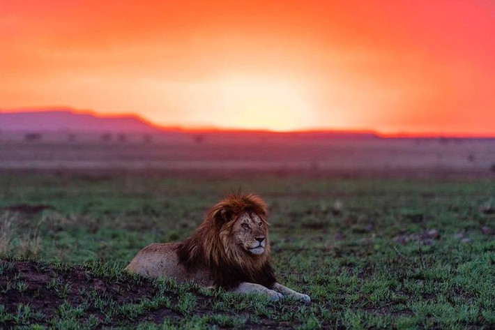 6. Nguồn cảm hứng cho “The Lion King”. Phong cảnh thiên nhiên hùng vĩ và sự sống phong phú tại Serengeti đã truyền cảm hứng cho bộ phim hoạt hình nổi tiếng “The Lion King” của Disney. Ảnh: Pinterest.