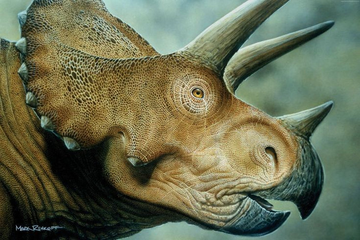 2. Là một trong những loài khủng long cuối cùng tồn tại trước đại tuyệt chủng. Triceratops sống cách đây khoảng 68–66 triệu năm, ngay trước khi sự kiện tiểu hành tinh kết thúc kỷ nguyên khủng long. Ảnh: Pinterest.