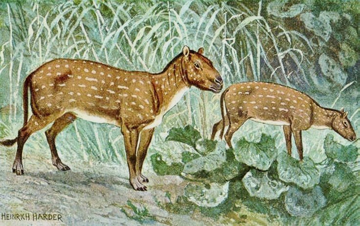  1. Sống vào đầu kỷ Eocene. Eohippus tồn tại khoảng 56–47 triệu năm trước, là một trong những loài ngựa đầu tiên hiện diện trên Trái Đất. Ảnh: Pinterest.