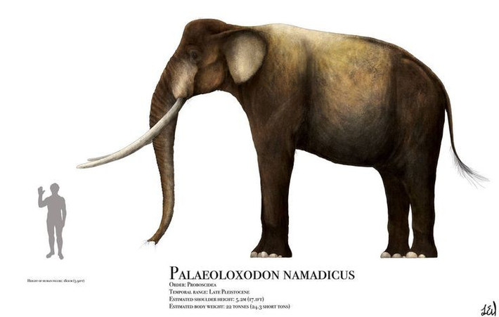  Có ngà dài nhất trong lịch sử. Một số mẫu hóa thạch Palaeoloxodon cho thấy ngà dài hơn 4 mét, cong và nặng hàng trăm kg. Ảnh: Pinterest.