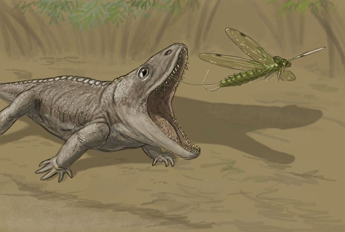 6. Hàm răng đầy răng nhọn nhỏ. Metoposaurus có hàng trăm chiếc răng nhọn li ti, giúp bắt cá và các sinh vật thủy sinh một cách hiệu quả. Ảnh: Pinterest.