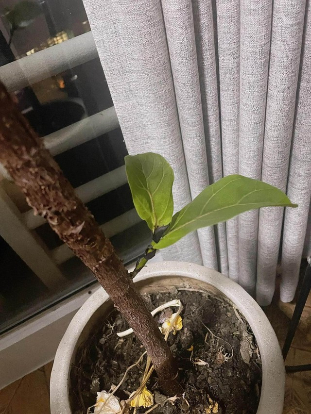 Chim thường đậu bên cửa sổ hoặc chim én thường đến làm tổ: Có một hiện tượng thú vị khác là khi nà bạn có chim thường xuyên bay đến đậu ở ban công, cửa sổ hoặc đặc biệt là có tổ yến trên mái nhà. Chim trời không dễ đậu bừa, chỉ chọn những nơi yên bình, có năng lượng hài hòa để dừng chân. Mà yến về làm tổ thì càng hiếm thấy nên đó là dấu hiệu may mắn, thịnh vượng và phát tài cực mạnh. Nghe thì có vẻ "mang tính tín ngưỡng" nhưng rất nhiều người đã cảm nhận được điều này một cách thực tế.