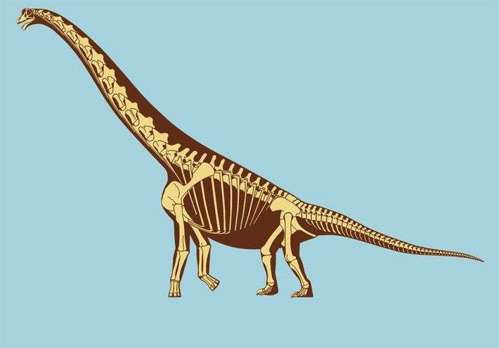 3. Cấu trúc cơ thể khác biệt so với nhiều loài khủng long khác. Brachiosaurus có chân trước dài hơn chân sau – một đặc điểm hiếm thấy, khiến cơ thể nó nghiêng về phía trước, hỗ trợ vươn cao khi kiếm ăn. Ảnh: Pinterest.