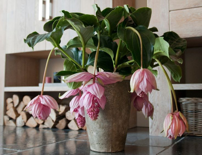 6. Khá khó chăm sóc. Medinilla magnifica yêu cầu độ ẩm cao, ánh sáng gián tiếp và nhiệt độ ổn định – những điều kiện đòi hỏi kỹ năng làm vườn cao để duy trì. Ảnh: Pinterest.