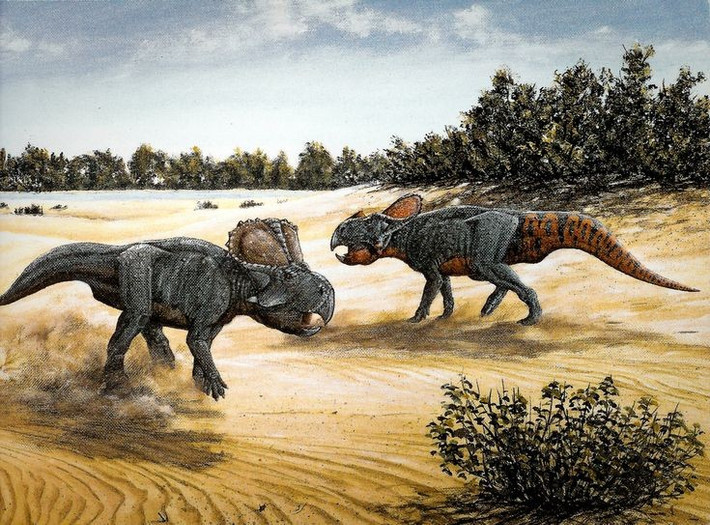 4. Ăn thực vật cứng. Răng và mỏ của Protoceratops thích hợp để cắn và nghiền các loại cây bụi và thực vật khô cằn ở sa mạc. Ảnh: Pinterest.