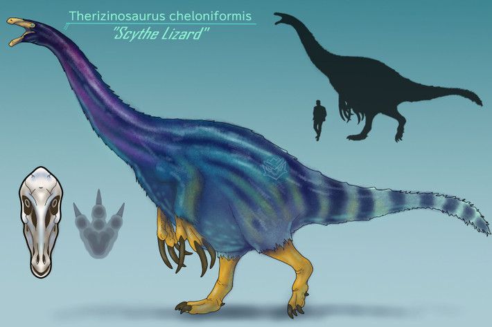 5. Có bụng lớn để tiêu hóa thực vật. Giống như nhiều loài khủng long ăn cỏ khác, Therizinosaurus có bụng phình to giúp chứa vi sinh vật hỗ trợ tiêu hóa cellulose từ thực vật. Ảnh: Pinterest.