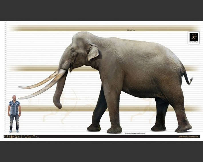 Kích thước khổng lồ đến khó tin. Một cá thể Palaeoloxodon đực trưởng thành cao hơn 4 mét và nặng tới 15 tấn – gấp ba voi ngày nay. Ảnh: Pinterest.