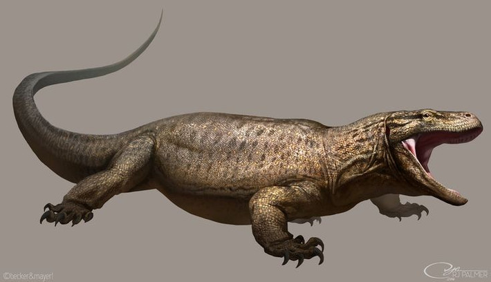 2. Từng sống ở Australia vào thể Pleistocen. Megalania xuất hiện cách đây khoảng 2 triệu năm và tuyệt chủng khoảng 40.000 năm trước, cùng thời với sự xuất hiện của con người đầu tiên ở Australia. Ảnh: Pinterest.