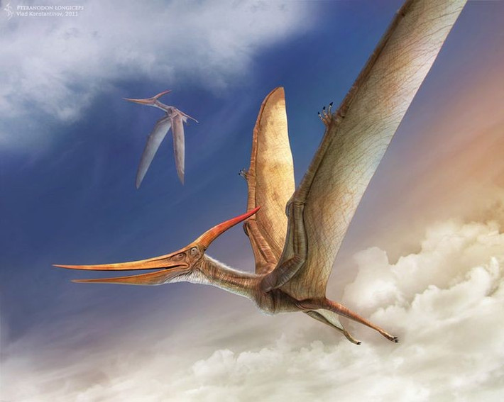 1. Pteranodon không phải là khủng long. Pteranodon sống cùng thời với khủng long nhưng không phải là khủng long, chúng thực chất là một loài bò sát bay thuộc nhóm Pterosauria,. Ảnh: Pinterest.