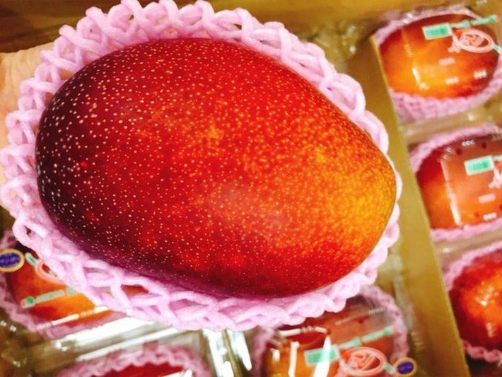 Xoài đỏ Taiyo No Tamago: Xoài đỏ Taiyo No Tamago, còn được gọi là “quả trứng của mặt trời”, được trồng độc quyền ở quận Miyazaki của Nhật Bản với mức giá lên tới 2.000 USD/lát. Lý do là loại quả này có hàm lượng đường cao và được bao phủ bởi lớp vỏ có màu sắc tuyệt đẹp. Một số quả xoài có thể có màu cam đậm, đỏ hoặc thậm chí là tím.