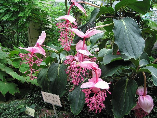 2. Có nguồn gốc từ Philippines. Loài cây này có tên khoa học là Medinilla magnifica, thuộc họ Mua (Melastomataceae), có nguồn gốc từ Philippines và thường mọc ở vùng rừng nhiệt đới. Ảnh: Pinterest.