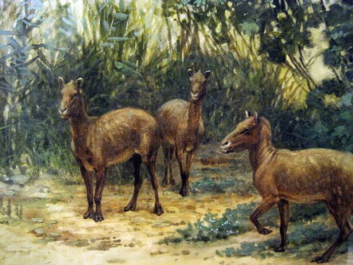 3. Có bốn ngón chân ở chân trước. Không giống ngựa ngày nay chỉ có một móng, Eohippus có bốn ngón ở chân trước và ba ngón ở chân sau. Ảnh: Pinterest.
