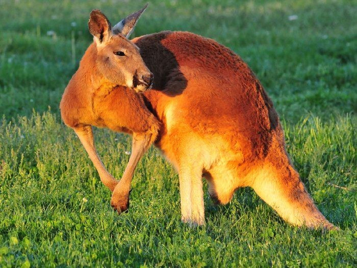 4. Con đực có màu đỏ đặc trưng. Kangaroo đực thường có bộ lông đỏ nâu nổi bật, trong khi con cái thường mang màu nhạt hơn. Ảnh: Pinterest.