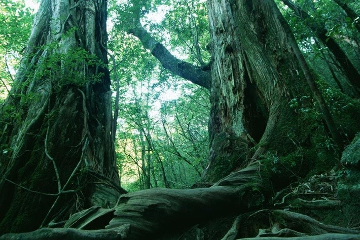 6. Được nhắc đến trong văn học. Tiểu thuyết “Kuroi Jukai” của Seichō Matsumoto đã góp phần khiến Aokigahara gắn liền với ý niệm tìm đến cái chết. Ảnh: Pinterest.
