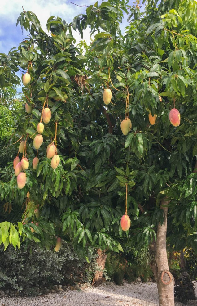 Cây xoài: Không chỉ là cây ăn trái quen thuộc, xoài còn được dân gian xem là cây hút lộc nhờ gốc to tán rộng, có khả năng tỏa bóng, điều hòa phong thủy trong vườn.