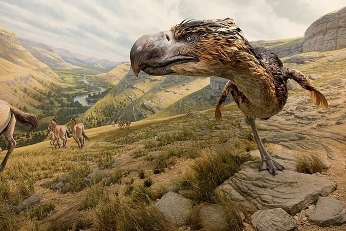 2. Titanis có chiều cao lên tới 2,5 mét. Với thân hình cao lớn và bộ móng vuốt khỏe, Titanis dễ dàng áp đảo hầu hết các loài thú cỡ vừa trong môi trường sống của nó. Ảnh: Pinterest.
