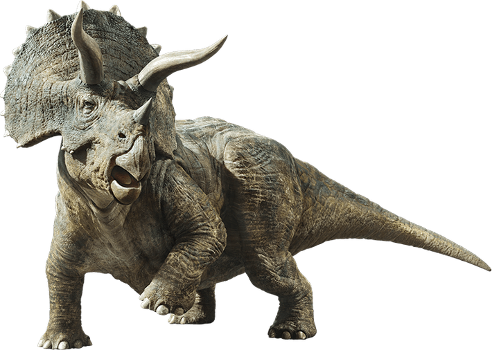 1. Có ba chiếc sừng đặc trưng trên đầu. Triceratops sở hữu hai sừng dài phía trên mắt và một sừng ngắn trên mũi, dùng để phòng thủ, giao chiến với kẻ thù hoặc tranh giành bạn tình. Ảnh: Pinterest.