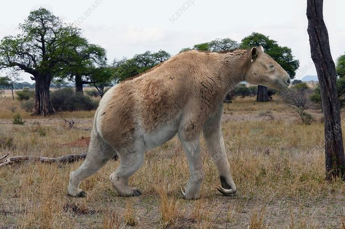 2. Thuộc họ thú móng guốc nhưng không giống bất kỳ loài nào còn tồn tại. Chalicotherium thuộc họ Perissodactyla (thú móng guốc lẻ), là họ hàng xa của ngựa, tê giác và lợn vòi. Ảnh: Pinterest.