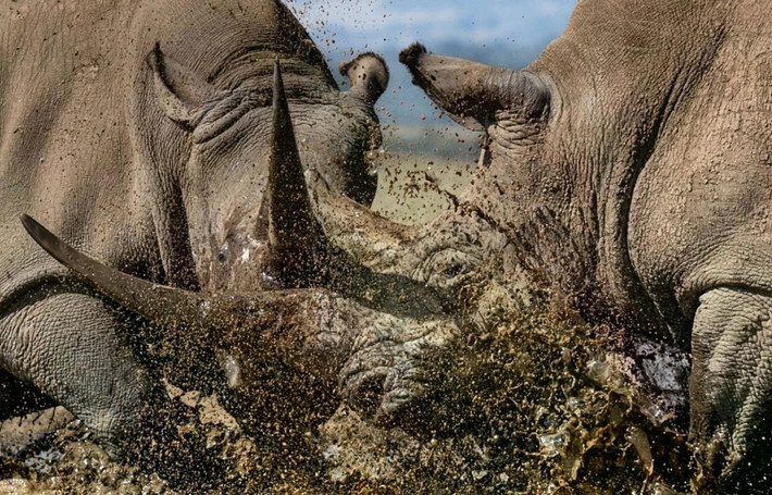 10 Years of Remembering Wildlife (tạm dịch: 10 năm nhớ về hoang dã) - cuốn sách tập hợp những hình ảnh trải dài trong một thập kỷ làm việc của các nhiếp ảnh gia (NAG) nhằm nâng cao nhận thức về các loài động vật có nguy cơ tuyệt chủng, dự kiến ra mắt vào ngày 6/10. Trong ảnh là tác phẩm có tên "Clash of the Titans" (tạm dịch: Cuộc chiến của những vị thần khổng lồ) do NAG Alessandro Marena (Italy) ghi lại tại Kenya. Ảnh: Alessandro Marena/Remembering Wildlife.