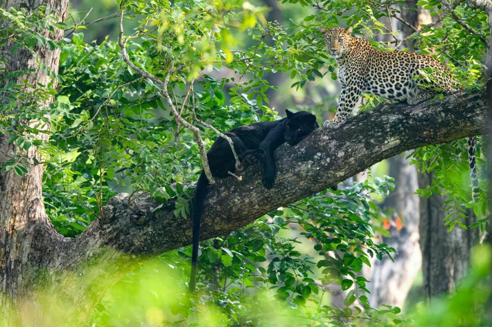 NAG Kaustubh Mulay ghi lại phút thư giãn của báo hoa mai ở Khu bảo tồn hổ Nagarhole, Karnataka, Ấn Độ. Ảnh: Kaustubh Mulay/Remembering Wildlife.