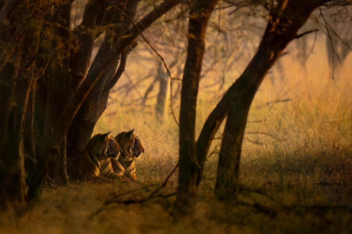 Hai chú hổ chưa trưởng thành đang tận hưởng ánh bình minh ở Khu bảo tồn hổ Ranthambore, Ấn Độ. Ảnh: Mark Meth-Cohn/Remembering Wildlife.