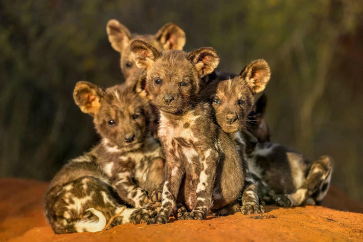 Bức ảnh "Puppy love" của NAG Marcus Westberg chụp đàn chó châu Phi hoang dã tại Khu bảo tồn thiên nhiên Tswalu Kalahari, Nam Phi. Lợi nhuận từ tiền bán sách ảnh Remembering Wildlife còn được dùng để hỗ trợ tiêm vaccine cho chó nhà để giúp ngăn ngừa bệnh dại lây sang chó hoang. Ảnh: Marcus Westberg/Remembering Wildlife.