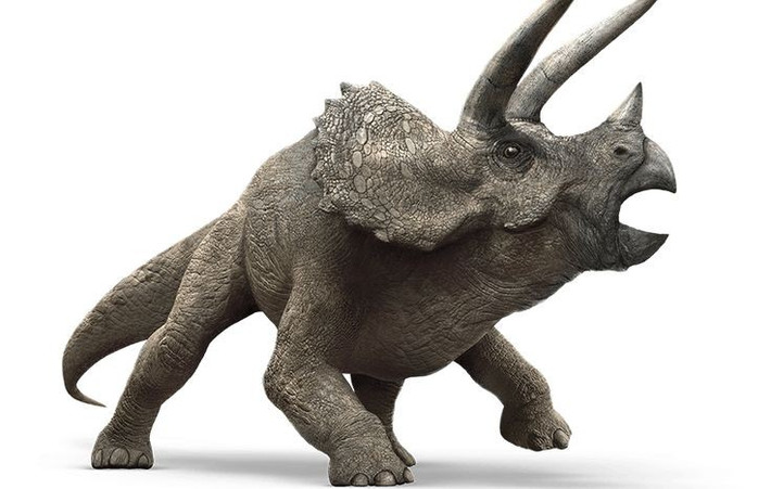 5. Là khủng long ăn thực vật có răng cực khỏe. Triceratops có hàng trăm chiếc răng sắc xếp thành nhiều dãy để nghiền nát lá cây cứng, cành non và các loại thực vật có sợi dai. Ảnh: Pinterest.