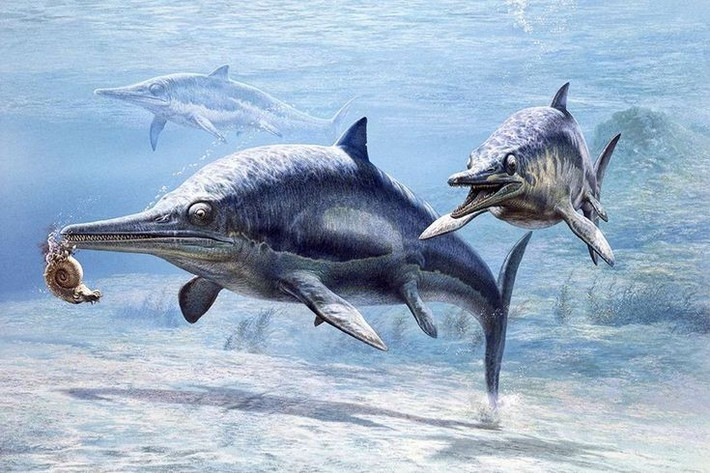 7. Khám phá từ thế kỷ 19. Những hóa thạch đầu tiên của Ichthyosaurus được tìm thấy tại Anh vào đầu thế kỷ 19, mở ra thời kỳ nghiên cứu bò sát biển. Ảnh: Pinterest.
