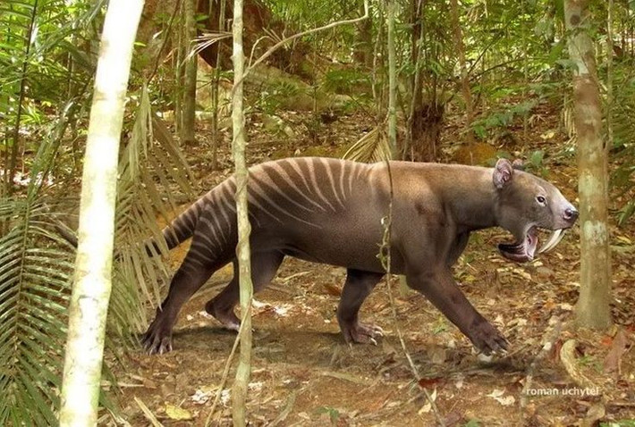 8. Sự tuyệt chủng của chúng vẫn còn bí ẩn. Một số giả thuyết cho rằng Thylacosmilus tuyệt chủng do sự cạnh tranh với các loài thú ăn thịt từ Bắc Mỹ trong sự kiện Đại Hoán đổi Sinh vật, nhưng các giã thuyết này chưa được xác nhận chính thức. Ảnh: Pinterest.