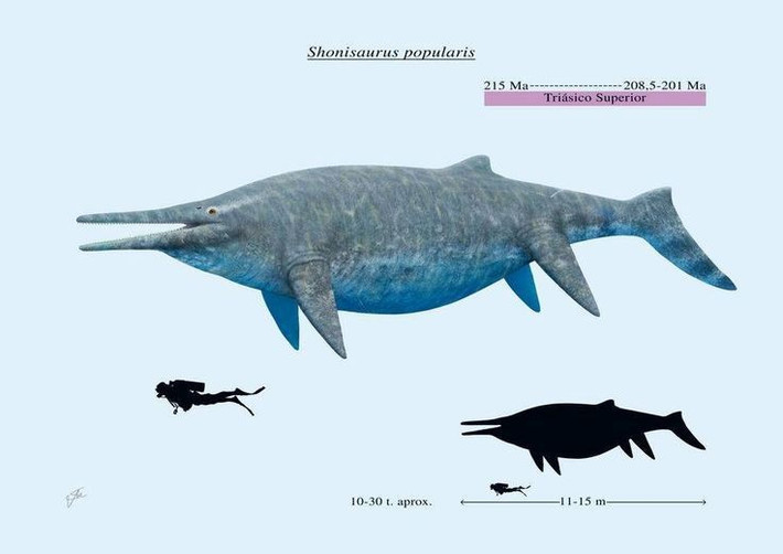  Kích thước khổng lồ. Shonisaurus có thể dài tới 21 mét, lớn hơn bất kỳ loài thằn lằn cá nào khác từng được phát hiện. Ảnh: Pinterest.
