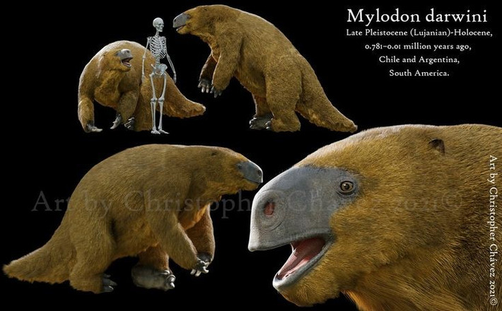  1. Kích thước khổng lồ. Mylodon có thể cao tới 3 mét khi đứng thẳng bằng hai chân sau, nặng khoảng 1 tấn. Ảnh: Pinterest.