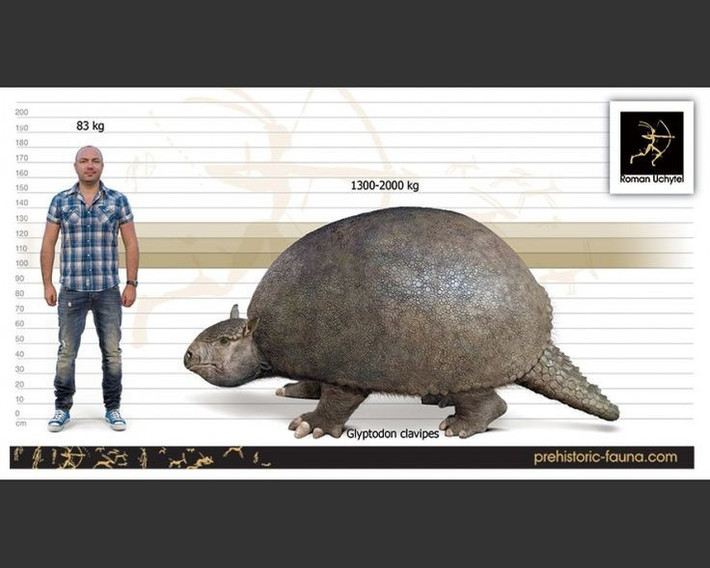 2. Là họ hàng của loài tatu hiện đại. Dù có kích thước khổng lồ, Glyptodon thực chất là họ hàng gần của loài tatu nhỏ bé hiện nay, cho thấy quá trình tiến hóa thú vị của động vật có vú. Ảnh: Pinterest.