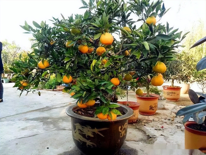 3. Cây quất – Cành vàng lá ngọc, Tết quanh năm: Không chỉ là biểu tượng Tết, quất còn đại diện cho sự sung túc, viên mãn và may mắn nối tiếp. Trồng trong chậu, cây nhỏ gọn, dễ đặt ở hành lang, phòng khách hay góc có ánh sáng nhẹ.