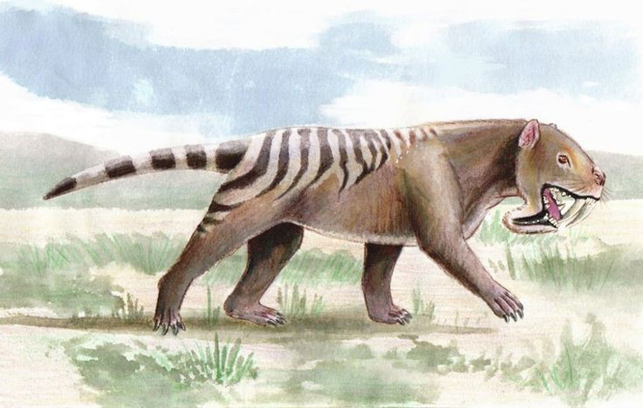 6. Chúng sống ở Nam Mỹ vào kỷ Neogen. Thylacosmilus từng sinh sống tại các đồng bằng và vùng rừng rậm ở Nam Mỹ từ khoảng 10 đến 3 triệu năm trước. Ảnh: Pinterest.