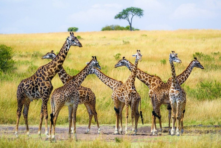 8. Di sản thế giới UNESCO. Serengeti được UNESCO công nhận là Di sản thế giới năm 1981 nhờ hệ sinh thái rộng lớn và quần thể động vật hoang dã phong phú. Ảnh: Pinterest.