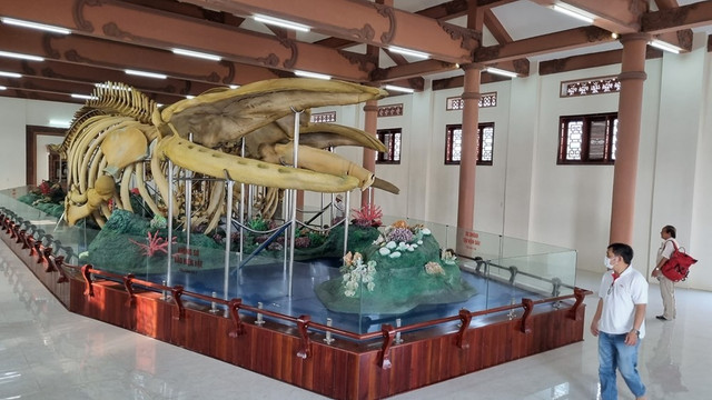 Hai bộ xương cá Ông có niên đại từ khoảng 250 - 300 năm tuổi, với chiều dài lần lượt 18m và 22m, cao gần 4m ở Nhà trưng bày bộ xương cá Ông Lăng Tân ở thôn Đông An Vĩnh, huyện đảo Lý Sơn (Quảng Ngãi). Ảnh: Báo Văn hóa. ca-voi-1.jpg