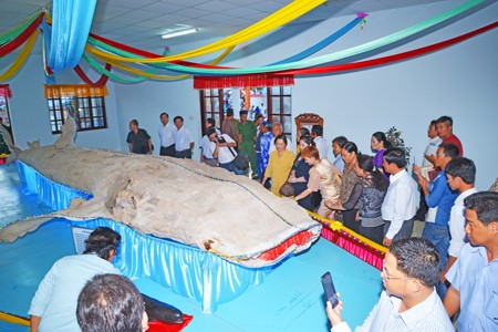 Xác cá ông được trưng bày ở Lăng Ông, Nam Hải, huyện Đông Hải, tỉnh Bạc Liêu. Ảnh: Phan Cường (TTXVN). ca-voi-4.jpg
