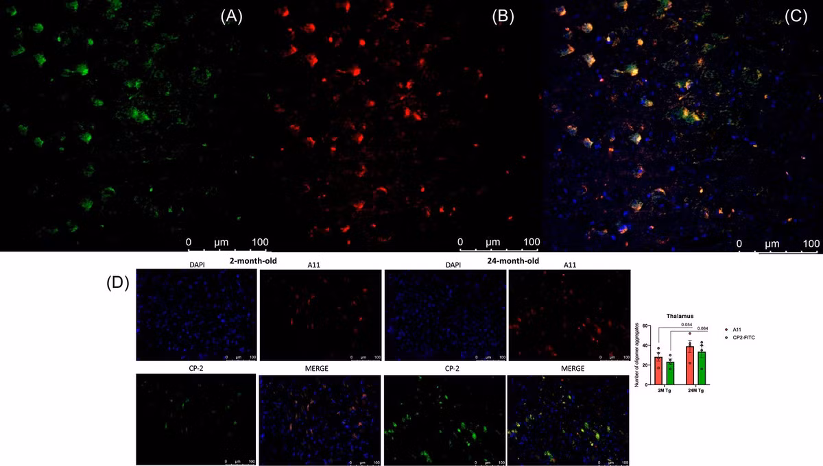alz71426-fig-0001-m.jpg