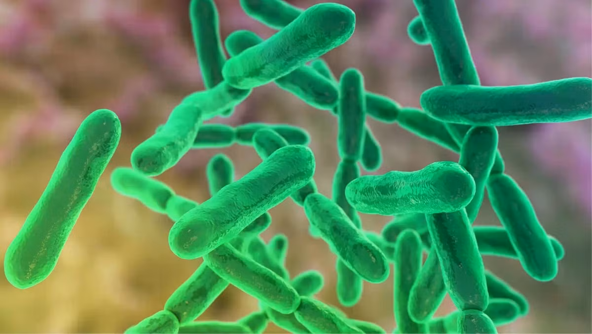 bifidobacteria.jpg