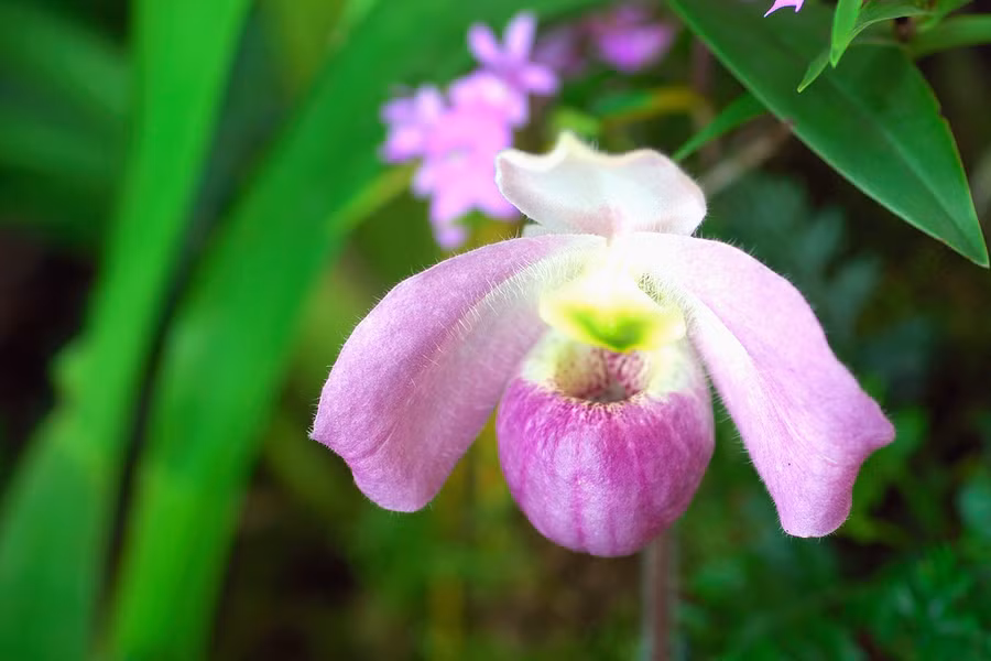 Lan hài Việt Nam là loài lan đặc hữu, chỉ mọc tại huyện Đồng Hỷ, Thái Nguyên, là "báu vật" không nơi nào khác trên thế giới có.