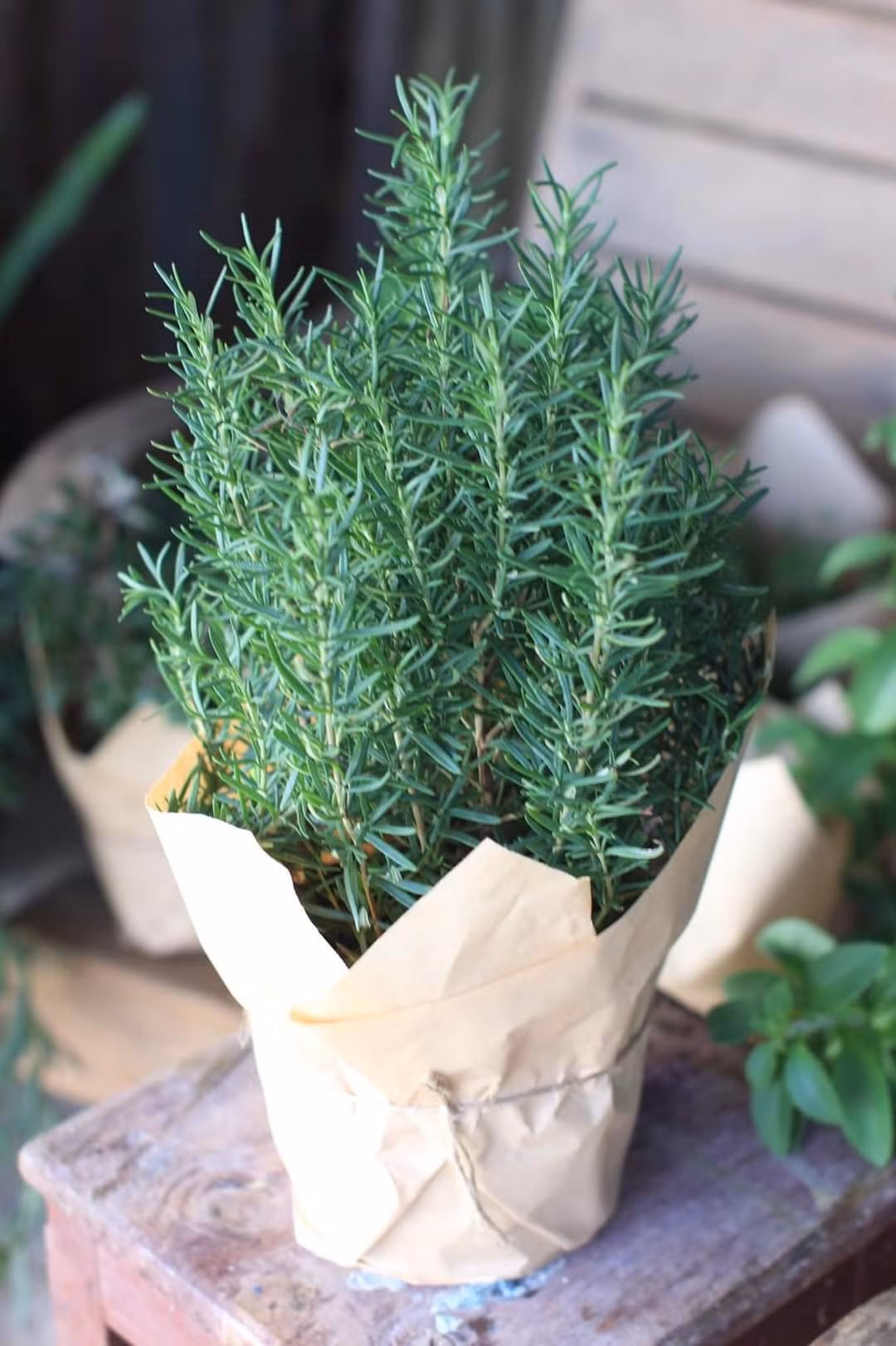 1. Cây hương thảo – xua muỗi, tinh thần sảng khoái. Về sức khỏe: Hương thảo có tinh dầu tự nhiên, mùi thơm giúp đuổi muỗi, giảm căng thẳng, tăng trí nhớ.