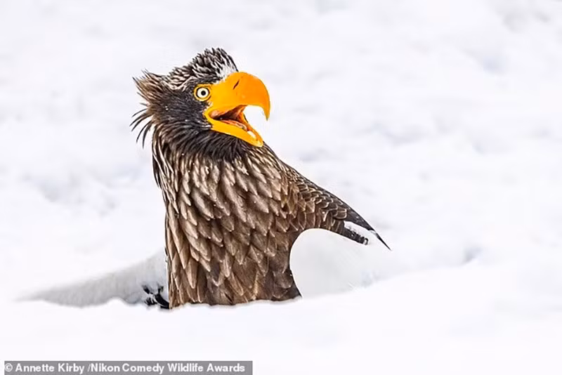 "Biến đi": Một con đại bàng Steller ở Hokkaido, Nhật Bản trong ngày lạnh -18°C.