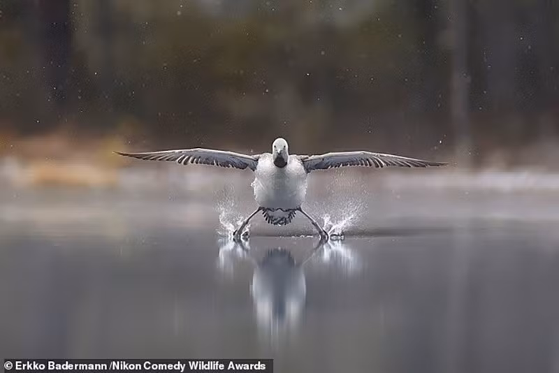 "Hạ cánh": Một con chim lặn cổ đỏ đang đáp xuống mặt nước.