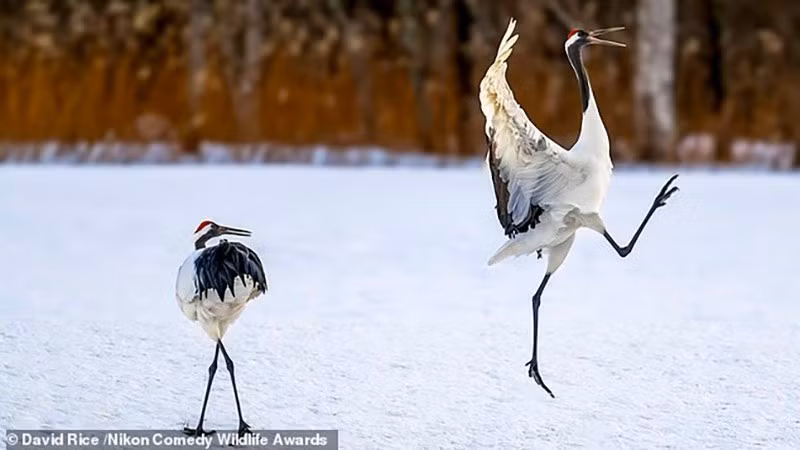 "Trời ơi, nó lại làm trò nữa rồi!": Những trò nghịch ngợm buổi sáng của chim sếu đầu đỏ.