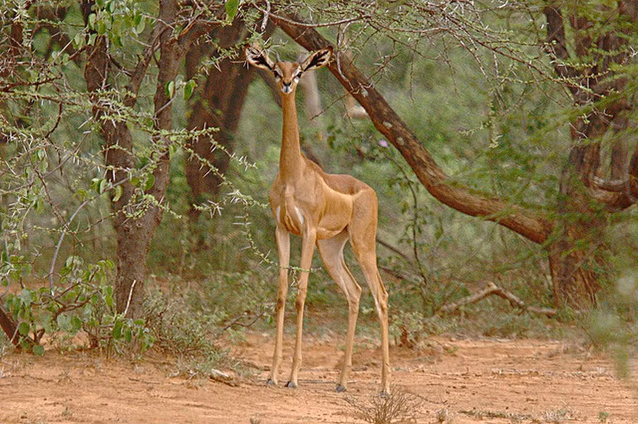 Linh dương Gerenuk chủ yếu ăn lá và chồi từ cây bụi, nhưng cũng sẽ ăn trái cây khi có sẵn.