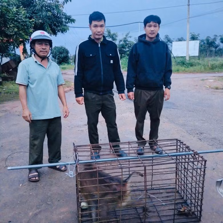 Khỉ hoang được lực lượng chức năng địa phương vây bắt, đảm bảo an toàn cho người dân.