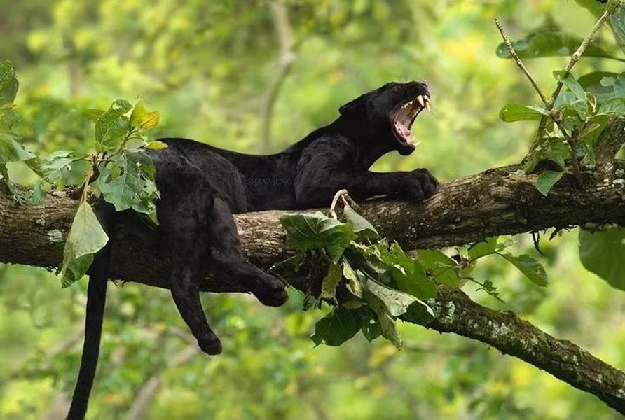 Chúng được tìm thấy ở châu Á, châu Phi và châu Mỹ, chủ yếu trong các khu rừng nhiệt đới và cận nhiệt đới.